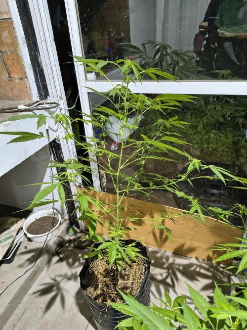 Purple Candy & Auto Mimosa - University. Week 11 - purple candu / April 21