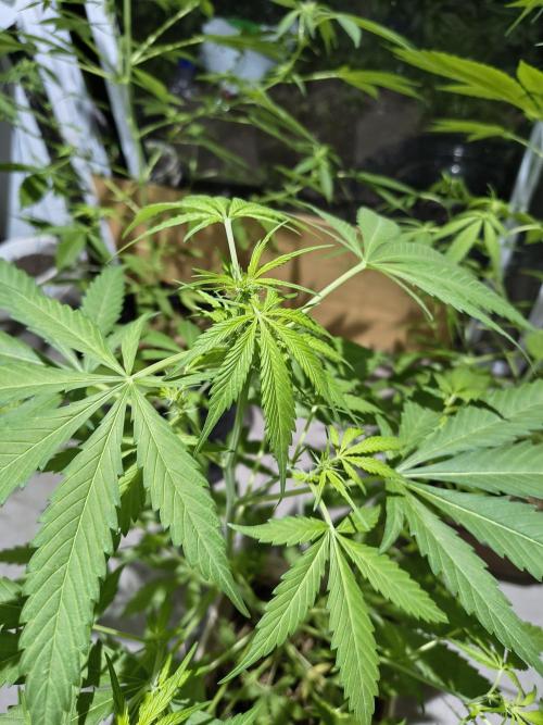 Purple Candy & Auto Mimosa - University. Week 11 - purple candu / 21 april