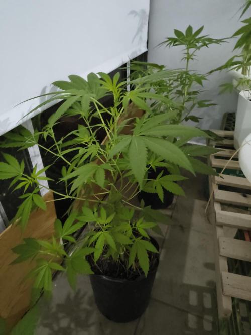 Cherry OG - University. Week 11 - April 21