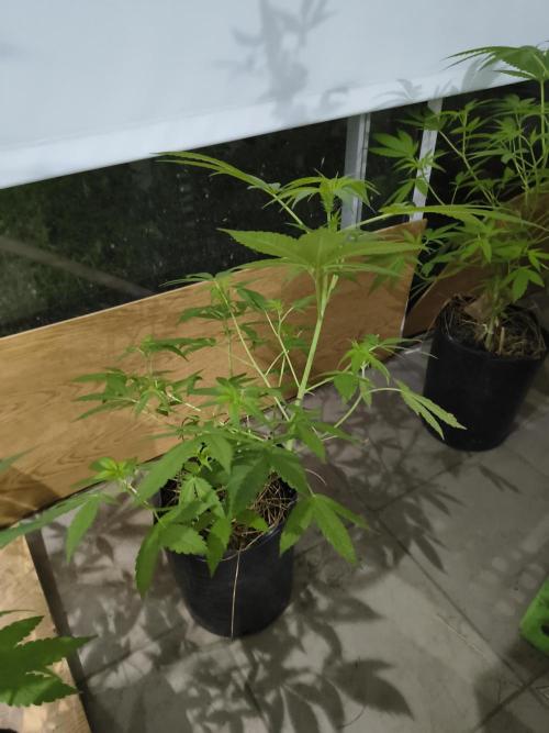 Cherry OG - University. Week 11 - April 21