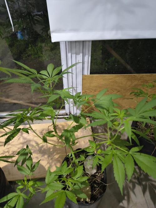 Cherry OG - University. Week 11 - April 21 maybe I Will make a transplant and surely Will start Blooming 