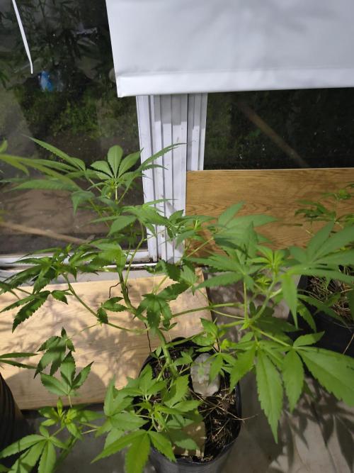 Cherry OG - University. Week 11 - April 21