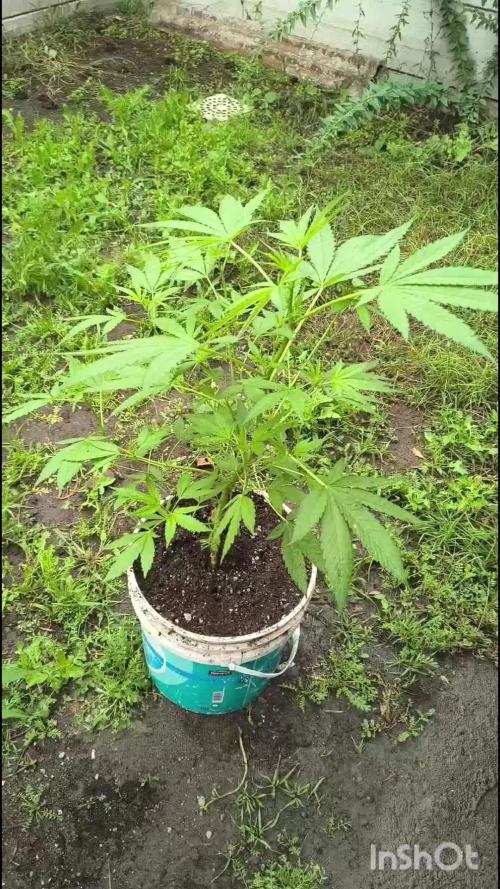 Cherry OG - University