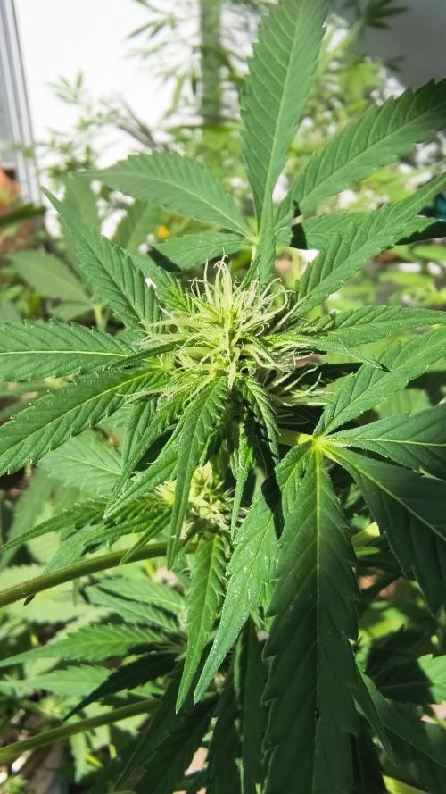 Purple Candy & Auto Mimosa - University