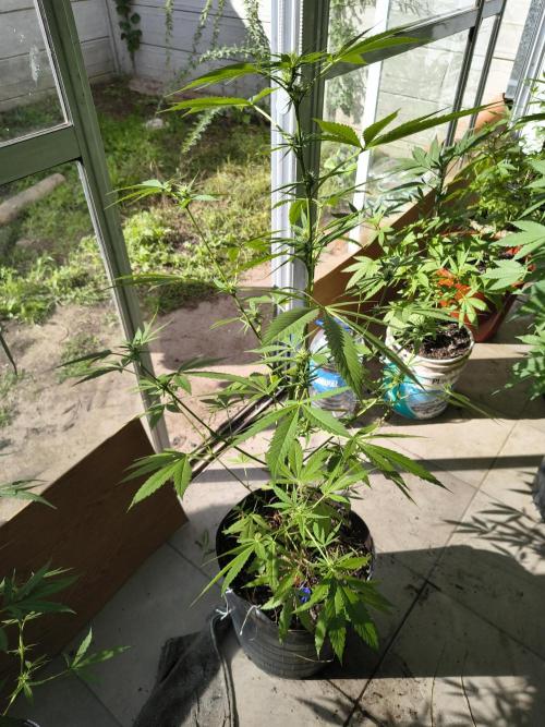 Purple Candy & Auto Mimosa - University. Week 12 - purple candy
