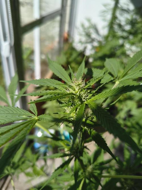 Purple Candy & Auto Mimosa - University. Week 12 - purple candy