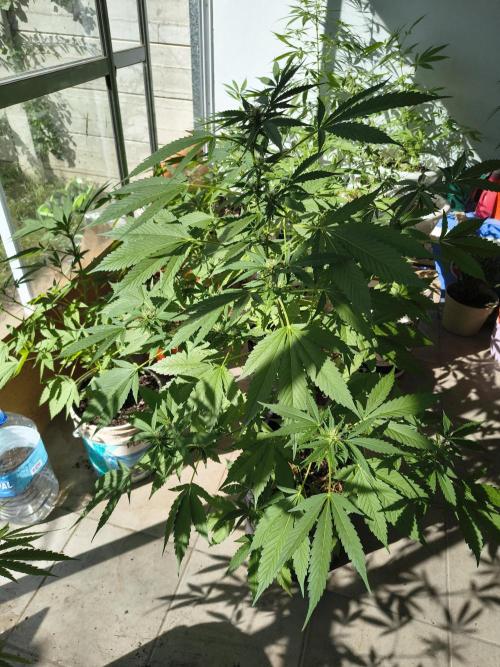 Purple Candy & Auto Mimosa - University. Week 12 - purple candy