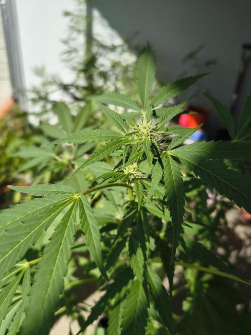 Purple Candy & Auto Mimosa - University. Week 12 - purple candy 