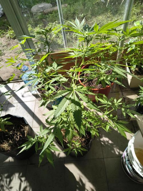 Purple Candy & Auto Mimosa - University. Week 12 - purple candy / 26 april