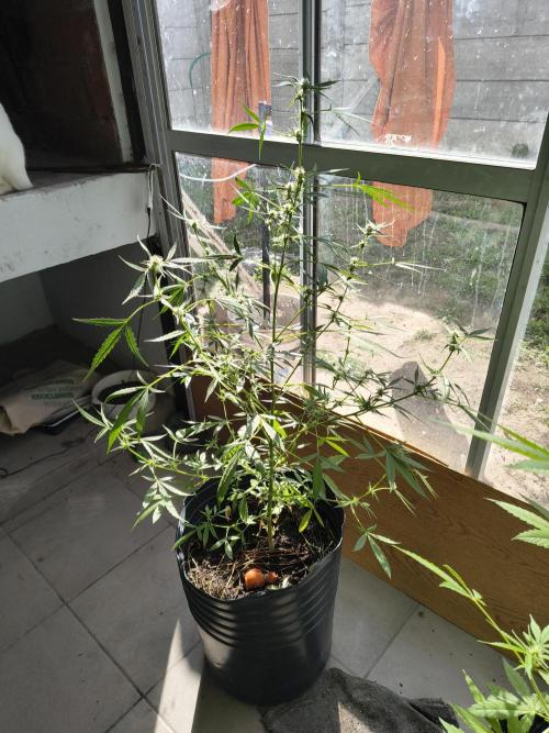 Purple Candy & Auto Mimosa - University. Week 12 - auto mimosa / 26 april