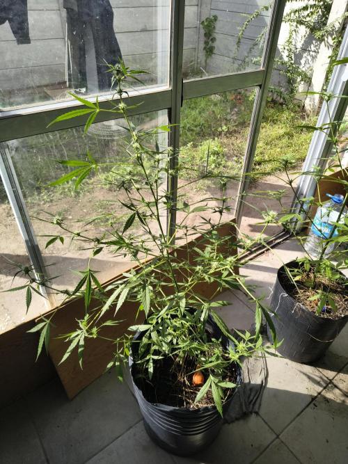 Purple Candy & Auto Mimosa - University. Week 12 - auto mimosa / 26 april