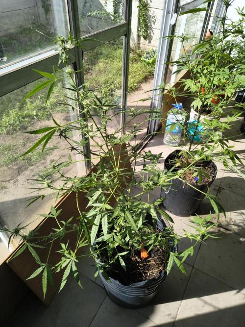Purple Candy & Auto Mimosa - University. Week 12 - auto mimosa 