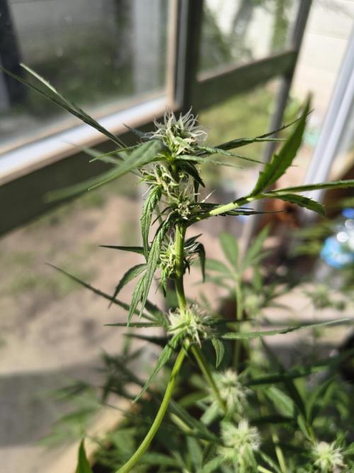 Purple Candy & Auto Mimosa - University. Week 12 - auto mimosa