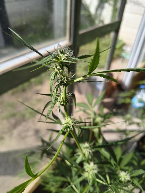 Purple Candy & Auto Mimosa - University. Week 12 - auto mimosa 