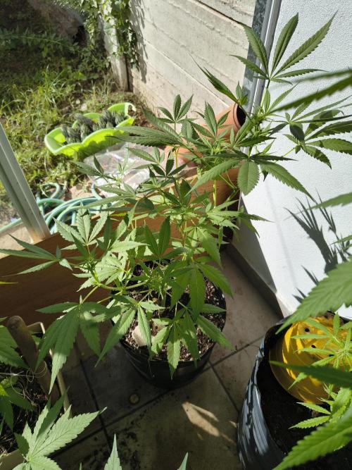 Cherry OG - University. Week 12 - cherry og / 26 april 