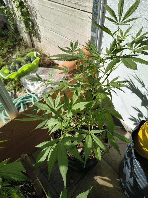 Cherry OG - University. Week 12 - cherry og / 26 april