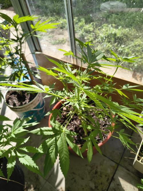 Cherry OG - University. Week 12 - cherry og / 26 april