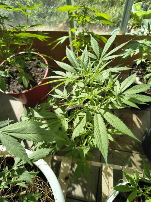 Cherry OG - University. Week 12 - cherry og / 26 april
