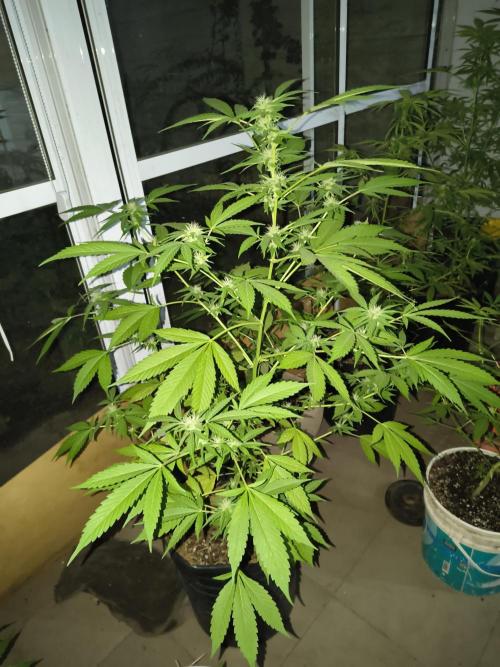 Purple Candy & Auto Mimosa - University. Week 13 - purple candy / 2 May