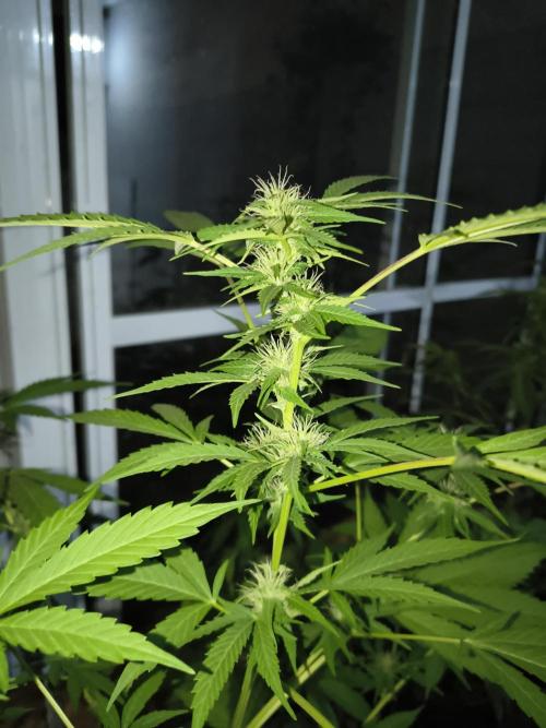 Purple Candy & Auto Mimosa - University. Week 13 - Purple candy
