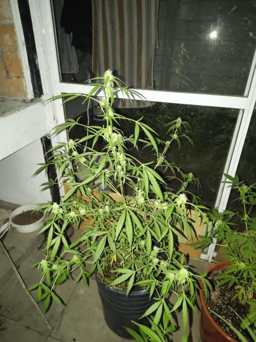 Purple Candy & Auto Mimosa - University. Week 13 - Auto Mimosa/ 2 may