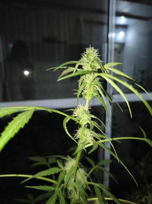 Purple Candy & Auto Mimosa - University. Week 13 - Auto mimosa / 2 may