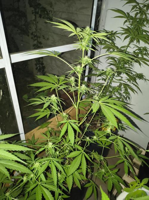 Purple Candy & Auto Mimosa - University. Week 13 - purple candy/ 2 may