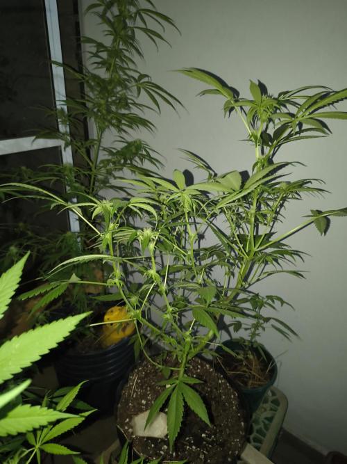 Cherry OG - University. Week 13 - cherry og / may 2