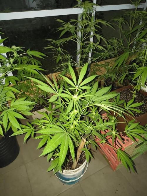 Cherry OG - University. Week 13 - cherry og / may 2