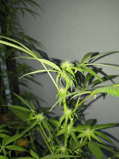 Cherry OG - University. Week 13 - first flowering buds