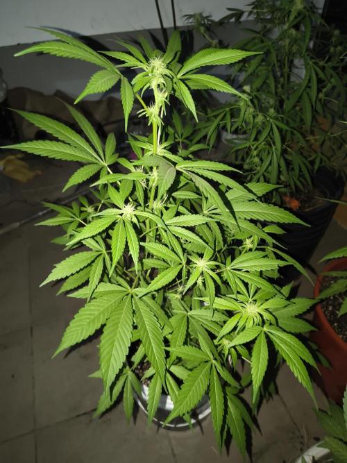 Cherry OG - University. Week 13 - cherry og / first week