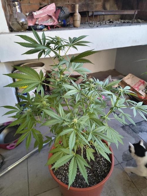 Cherry OG - University. Week 13 - cherry og Orange pot / 4 may