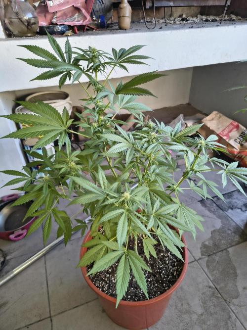 Cherry OG - University. Week 13 - cherry og Orange pot / 4 may