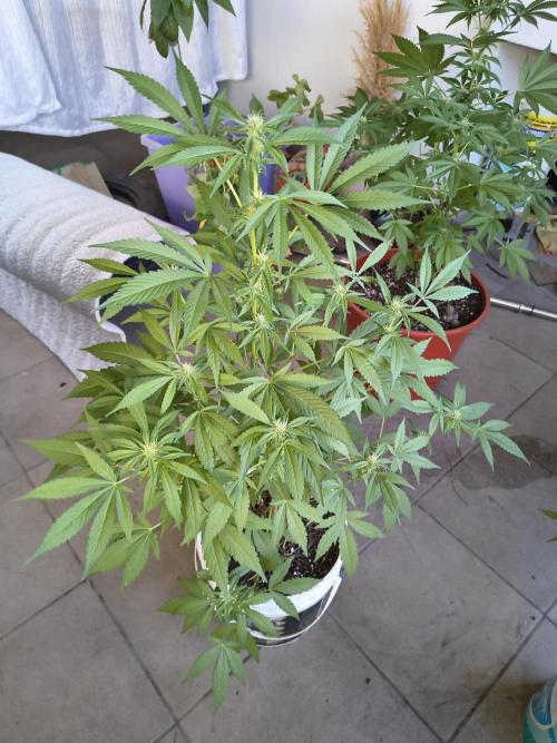 Cherry OG - University. Week 13 - cherry og / 4 may 