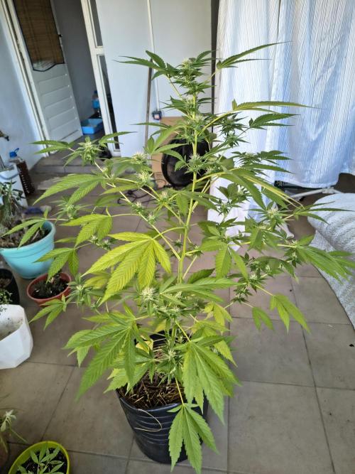 Purple Candy & Auto Mimosa - University. Week 13 - purple candy / 4 may