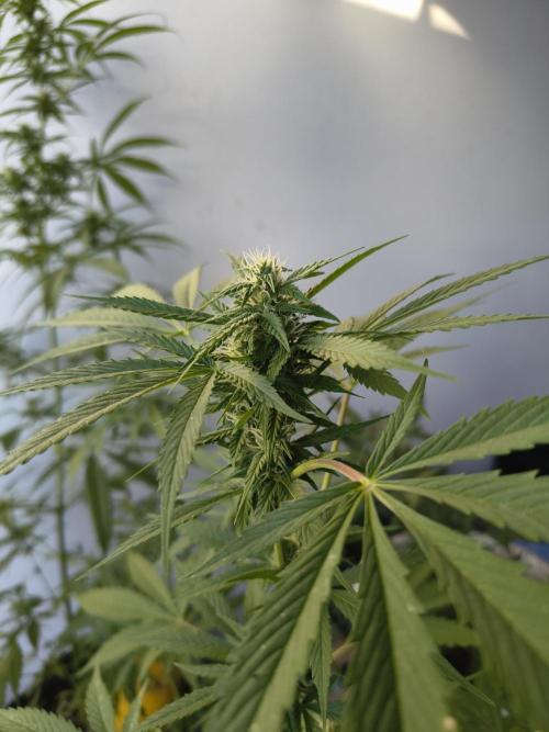 Purple Candy & Auto Mimosa - University. Week 13 - purple candy 