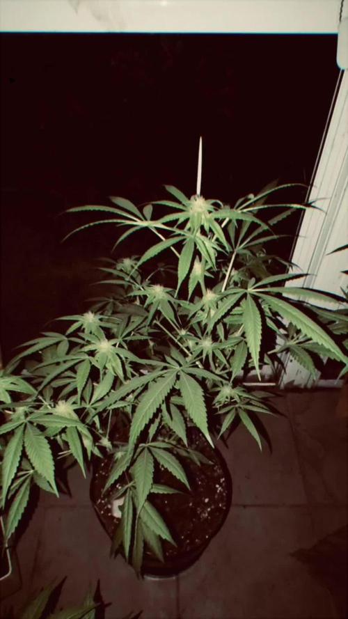 Cherry OG - University