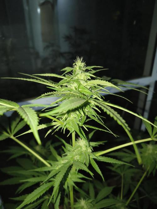 Purple Candy & Auto Mimosa - University. Week 14 - purple candy
