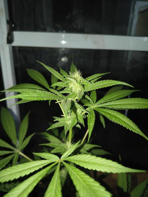 Purple Candy & Auto Mimosa - University. Week 14 - purple candy 