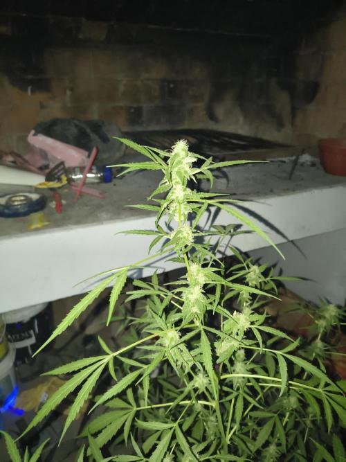 Purple Candy & Auto Mimosa - University. Week 14 - auto mimosa / 9 may