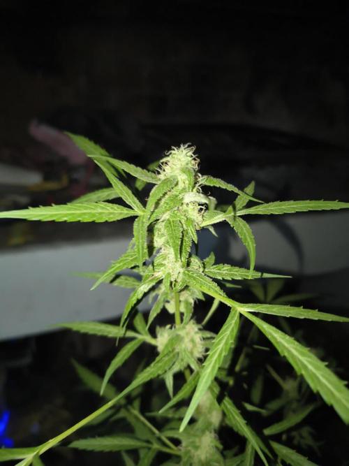 Purple Candy & Auto Mimosa - University. Week 14 - auto mimosa / 9 may
