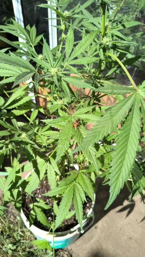 Cherry OG - University