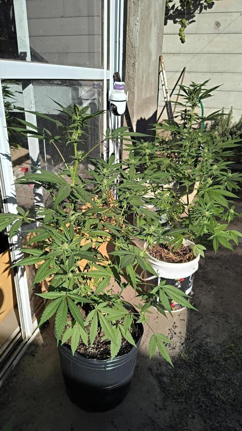 Cherry OG - University. Week 14 - cherry og / 9 may - two weeks of flowering 