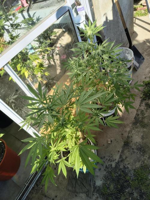 Cherry OG - University. Week 14 - cherry og / 9 may - two weeks of flowering 