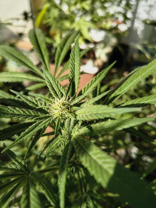 Cherry OG - University. Week 14 - cherry og little buds