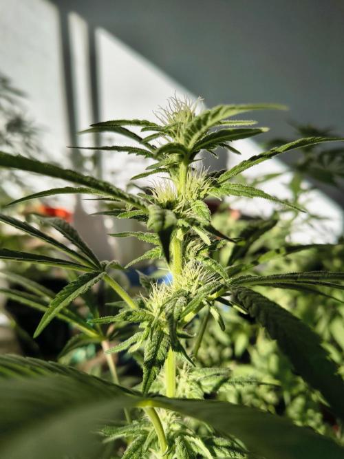 Cherry OG - University. Week 14 - another cherry og week 2 of flowering 