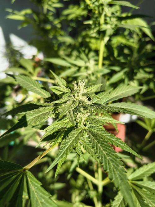 Purple Candy & Auto Mimosa - University. Week 14 - buds from the low part of a purple candy