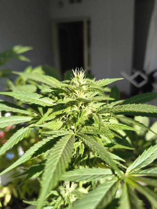 Purple Candy & Auto Mimosa - University. Week 14 - purple candy week 4of flowering 