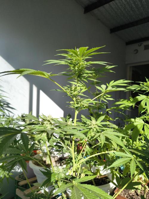Purple Candy & Auto Mimosa - University. Week 14 - purple candy