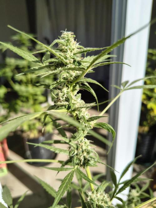 Purple Candy & Auto Mimosa - University. Week 14 - auto mimosa / 13 may
